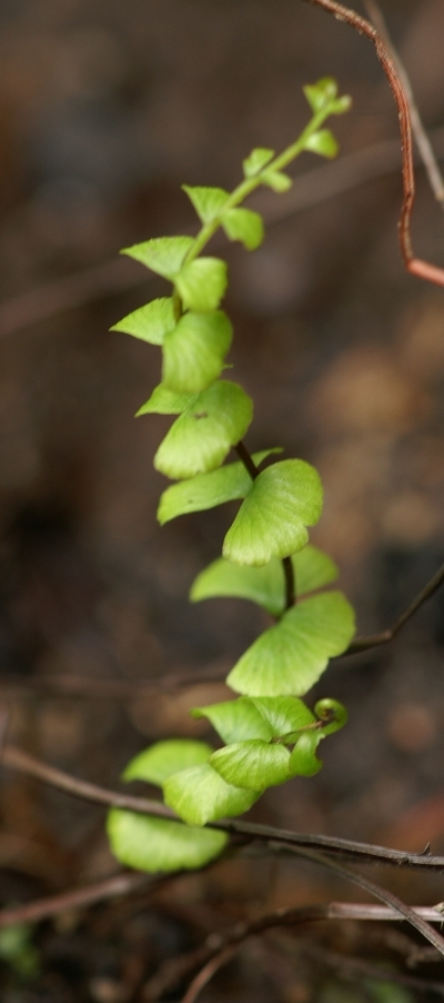 Lindsaea linearis
